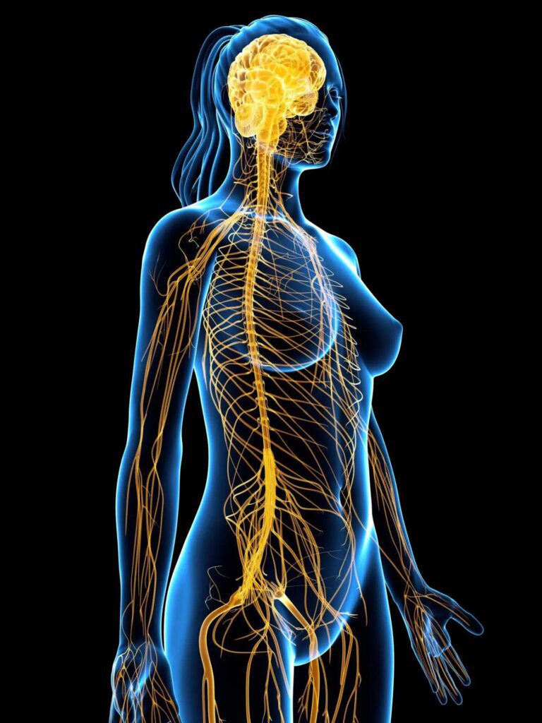 Les déséquilibres neurovégétatifs et leurs répercussions sur les neurotransmetteurs majeurs Les déséquilibres neurovégétatifs et leurs répercussions sur les neurotransmetteurs majeurs