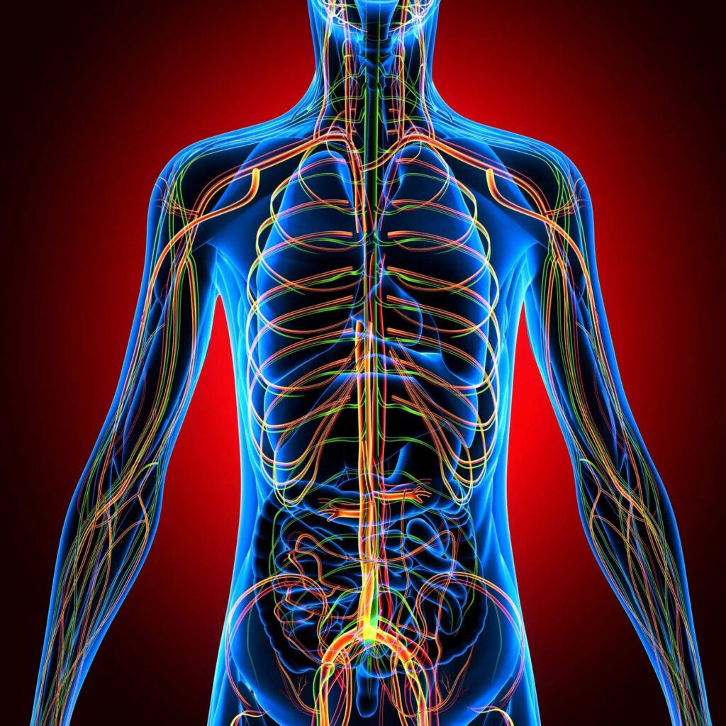 Les déséquilibres neurovégétatifs et leurs répercussions sur les neurotransmetteurs majeurs Les déséquilibres neurovégétatifs et leurs répercussions sur les neurotransmetteurs majeurs