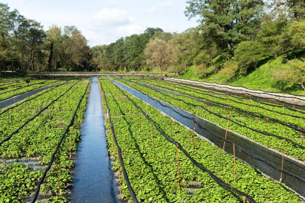 Les avantages pour la santé du wasabi : découvrez ses propriétés curatives Les avantages pour la santé du wasabi : découvrez ses propriétés curatives