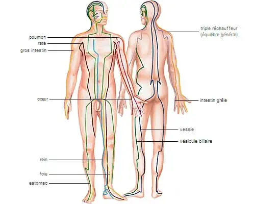 Les méridiens d'énergie essentiels à l'équilibre du corps Les méridiens d'énergie essentiels à l'équilibre du corps
