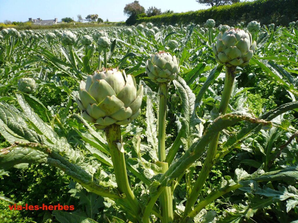 Les alliés naturels de votre foie : l'artichaut et le chrysantellum Les alliés naturels de votre foie : l'artichaut et le chrysantellum