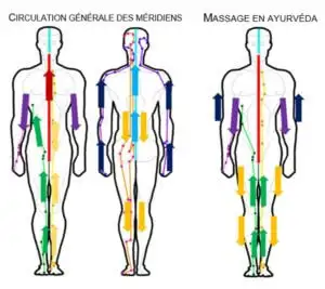 Les méridiens d'énergie essentiels à l'équilibre du corps Les méridiens d'énergie essentiels à l'équilibre du corps