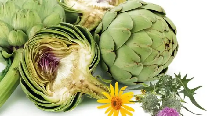Les alliés naturels de votre foie : l'artichaut et le chrysantellum Les alliés naturels de votre foie : l'artichaut et le chrysantellum