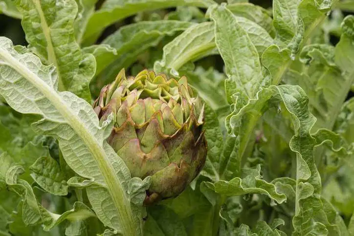 Les alliés naturels de votre foie : l'artichaut et le chrysantellum Les alliés naturels de votre foie : l'artichaut et le chrysantellum