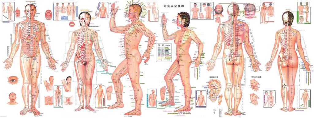 Les méridiens d'énergie essentiels à l'équilibre du corps Les méridiens d'énergie essentiels à l'équilibre du corps