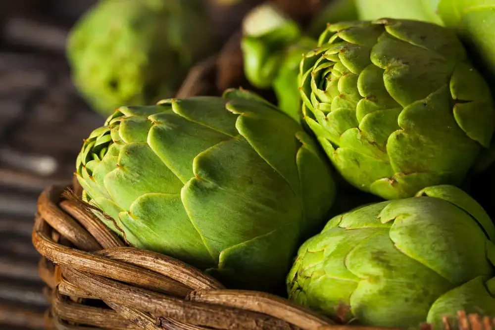 Les alliés naturels de votre foie : l'artichaut et le chrysantellum Les alliés naturels de votre foie : l'artichaut et le chrysantellum