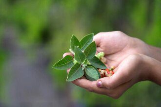 7 bienfaits méconnus de l'ayurveda pour la santé holistique