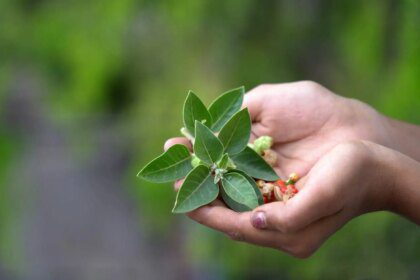 7 bienfaits méconnus de l'ayurveda pour la santé holistique