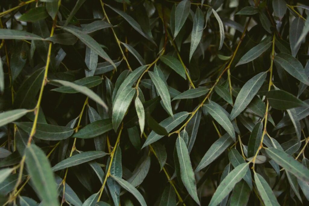 Les plantes pour soulager les douleurs articulaires Les plantes pour soulager les douleurs articulaires