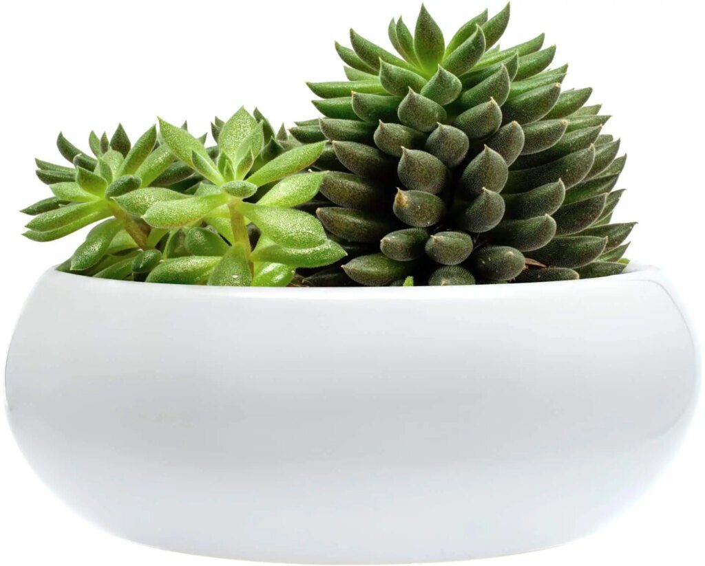 Les meilleures plantes d'intérieur pour des débutants sans pouce vert Les meilleures plantes d'intérieur pour des débutants sans pouce vert