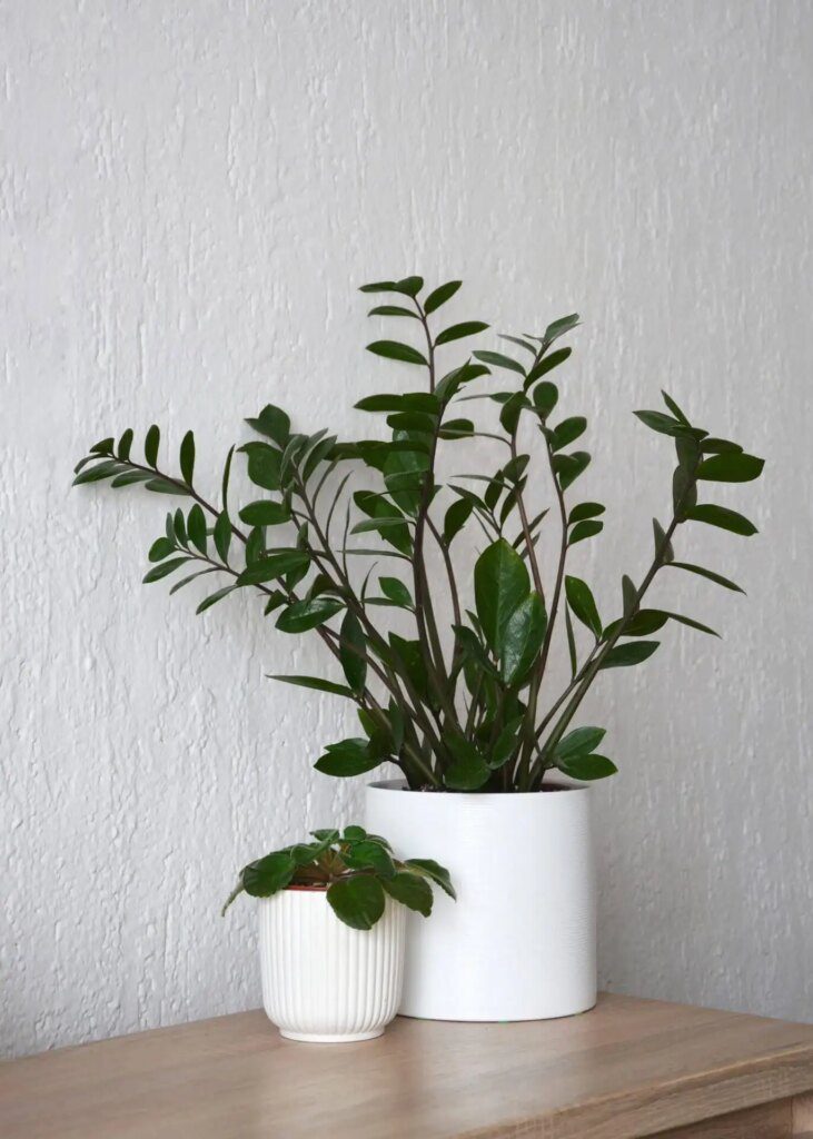 Les meilleures plantes d'intérieur pour des débutants sans pouce vert Les meilleures plantes d'intérieur pour des débutants sans pouce vert