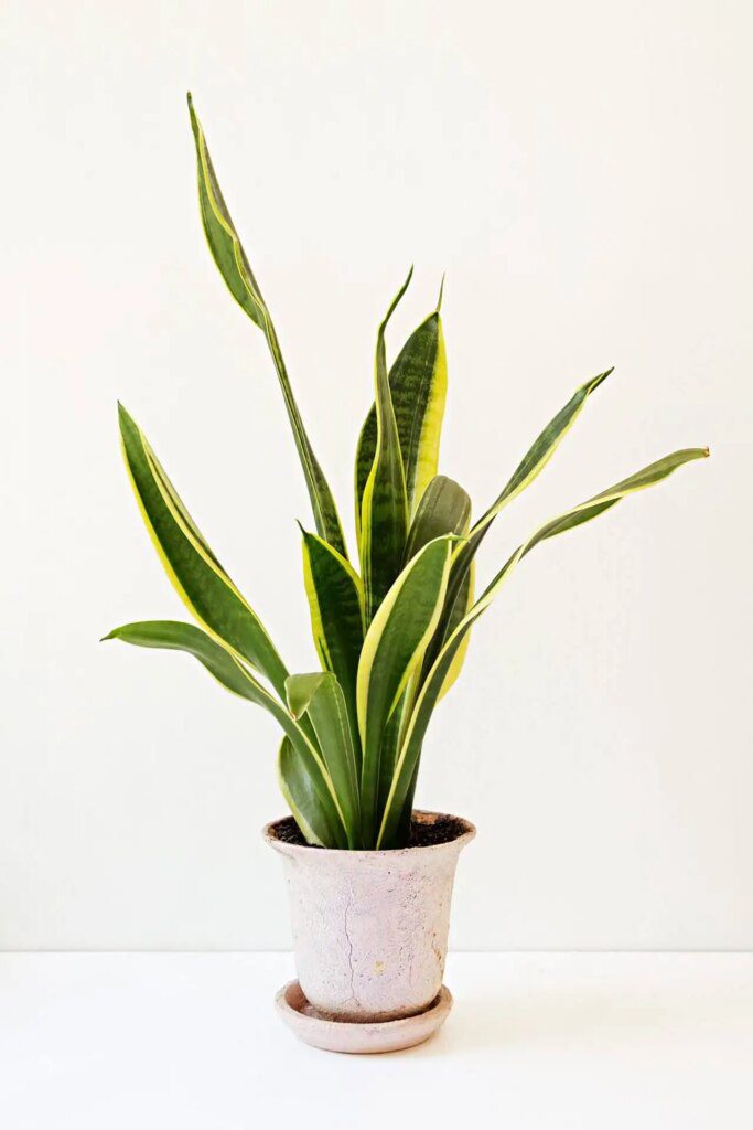 Les meilleures plantes d'intérieur pour des débutants sans pouce vert Les meilleures plantes d'intérieur pour des débutants sans pouce vert