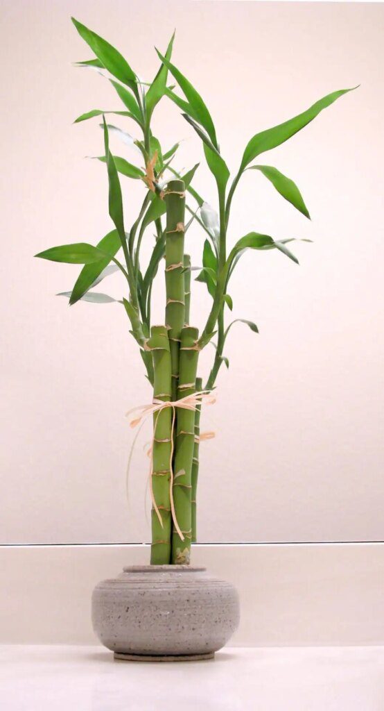 Les meilleures plantes d'intérieur pour des débutants sans pouce vert Les meilleures plantes d'intérieur pour des débutants sans pouce vert