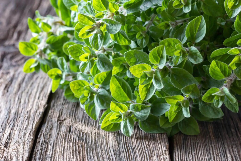 Les multiples bienfaits de la tisane à l'origan : préparation et ingrédients de base