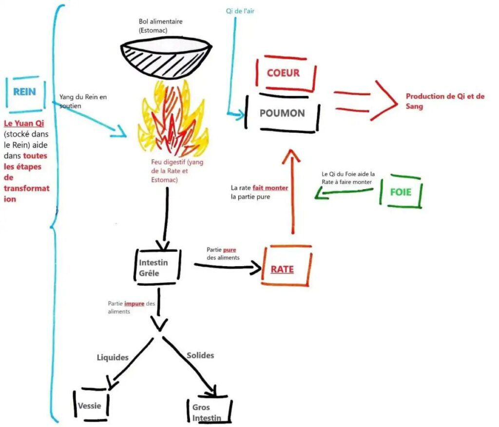 Comment la médecine traditionnelle chinoise harmonise le flux d'énergie Comment la médecine traditionnelle chinoise harmonise le flux d'énergie