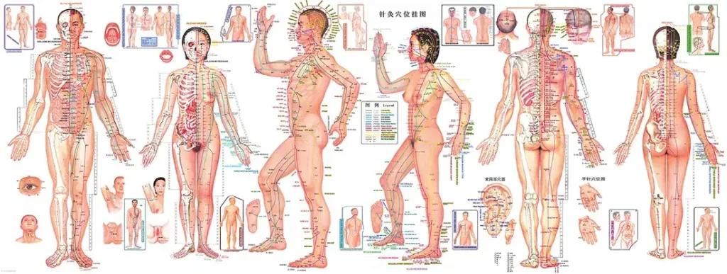 Les points d'acupuncture : clés pour dénouer les nœuds énergétiques Les points d'acupuncture : clés pour dénouer les nœuds énergétiques