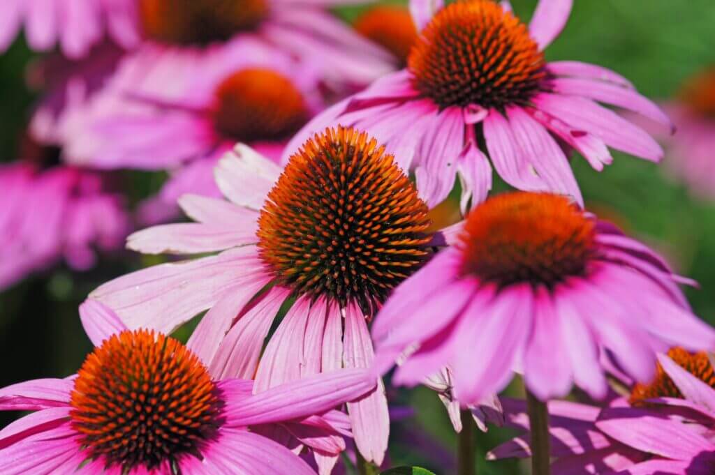 Renforcez votre système immunitaire avec ces plantes Renforcez votre système immunitaire avec ces plantes