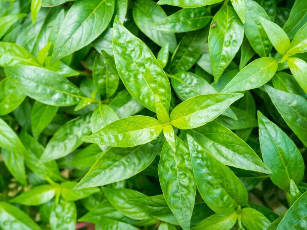 Andrographis : le secret naturel pour une immunité de fer Andrographis : le secret naturel pour une immunité de fer