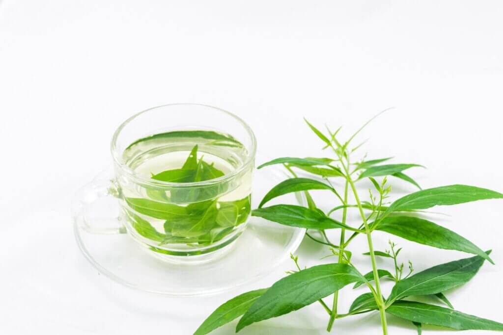 Andrographis : le secret naturel pour une immunité de fer Andrographis : le secret naturel pour une immunité de fer