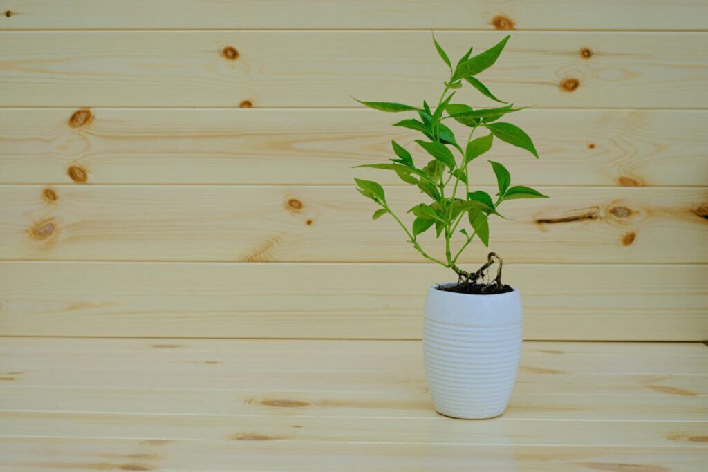 Andrographis : le secret naturel pour une immunité de fer Andrographis : le secret naturel pour une immunité de fer