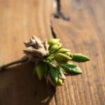 Bourgeons frais de chêne et de séquoia reposant sur un fond en bois, illuminés par une lumière vive, symbolisant la guérison naturelle, la tranquil...