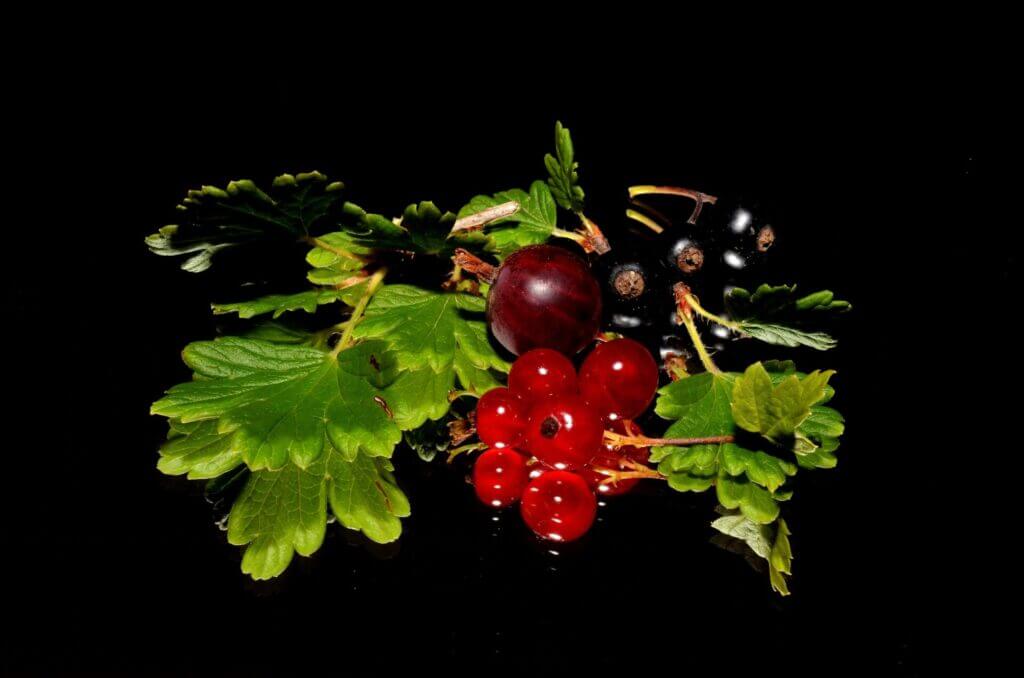 Comment le bourgeon de cassis renforce votre immunité et soulage vos articulations Comment le bourgeon de cassis renforce votre immunité et soulage vos articulations