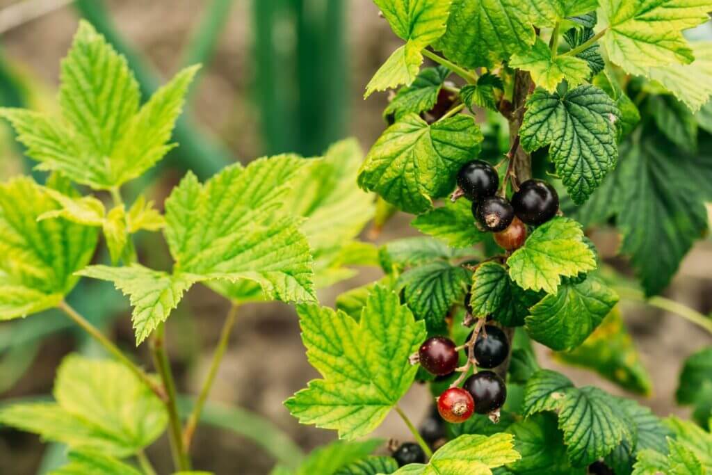 Comment le bourgeon de cassis renforce votre immunité et soulage vos articulations Comment le bourgeon de cassis renforce votre immunité et soulage vos articulations