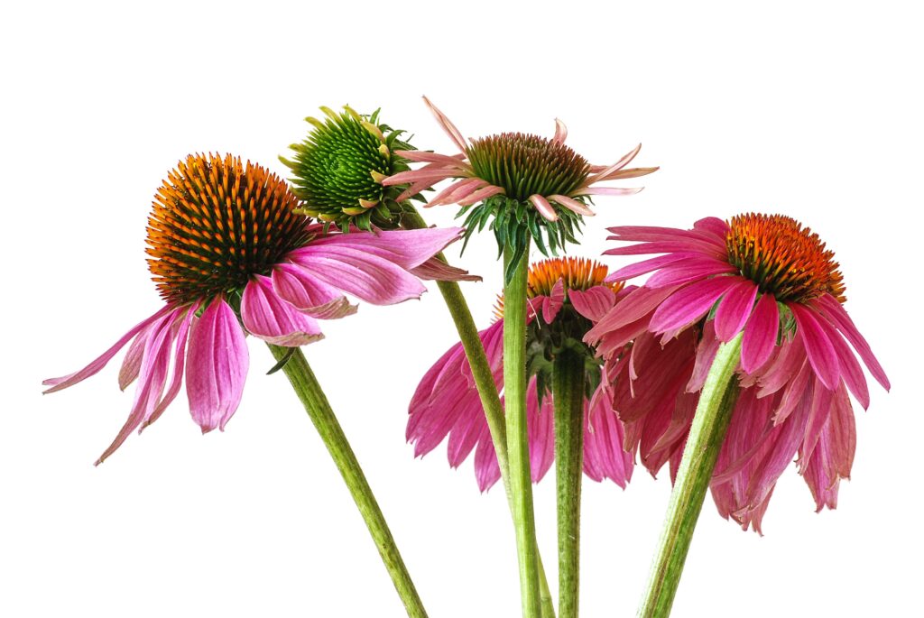 Les plantes immunostimulantes à privilégier pour l'hiver 2025 Les plantes immunostimulantes à privilégier pour l'hiver 2025