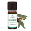 Eucalyptus – Image 3