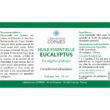 Eucalyptus – Image 4