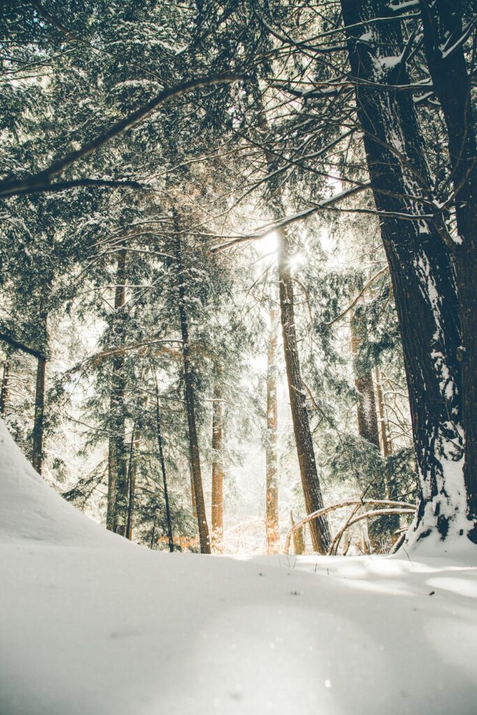 Les 7 bienfaits de l'huile essentielle d'eucalyptus radié en hiver Les 7 bienfaits de l'huile essentielle d'eucalyptus radié en hiver
