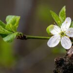Naturopathie : comment booster votre énergie naturellement ?