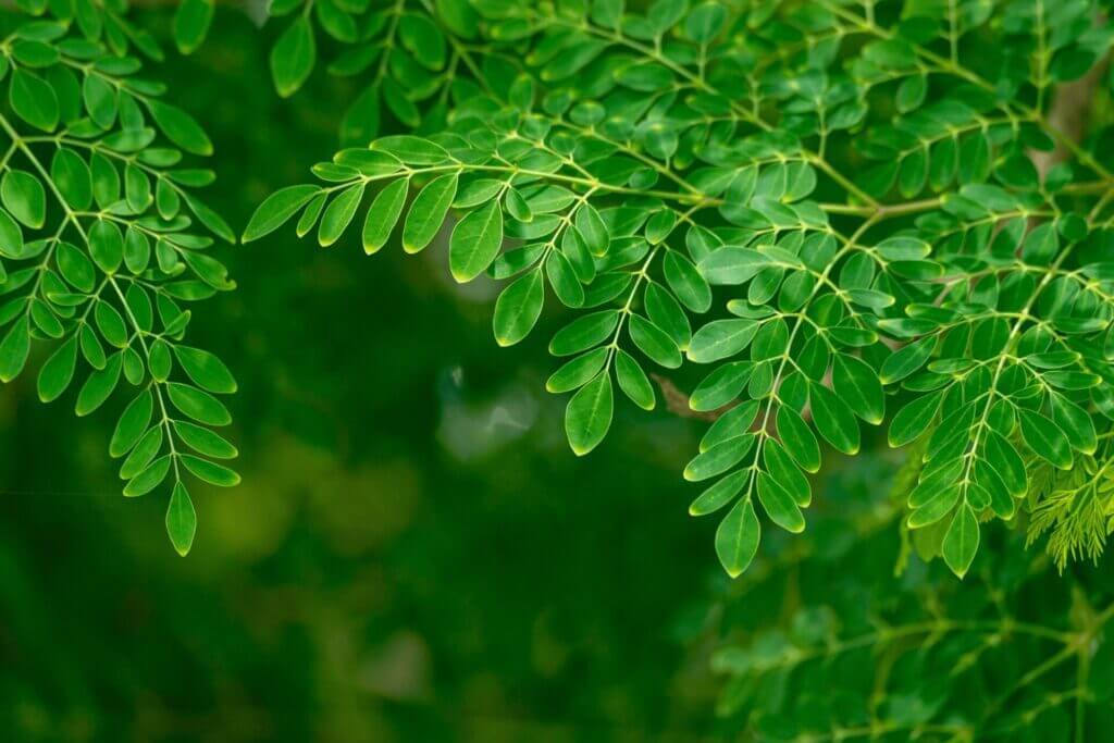 Les bienfaits du moringa sur la santé : le super aliment qui change tout Les bienfaits du moringa sur la santé : le super aliment qui change tout