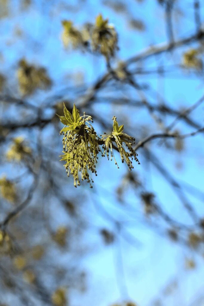 Les bienfaits des bourgeons de frêne pour soulager les douleurs articulaires Les bienfaits des bourgeons de frêne pour soulager les douleurs articulaires