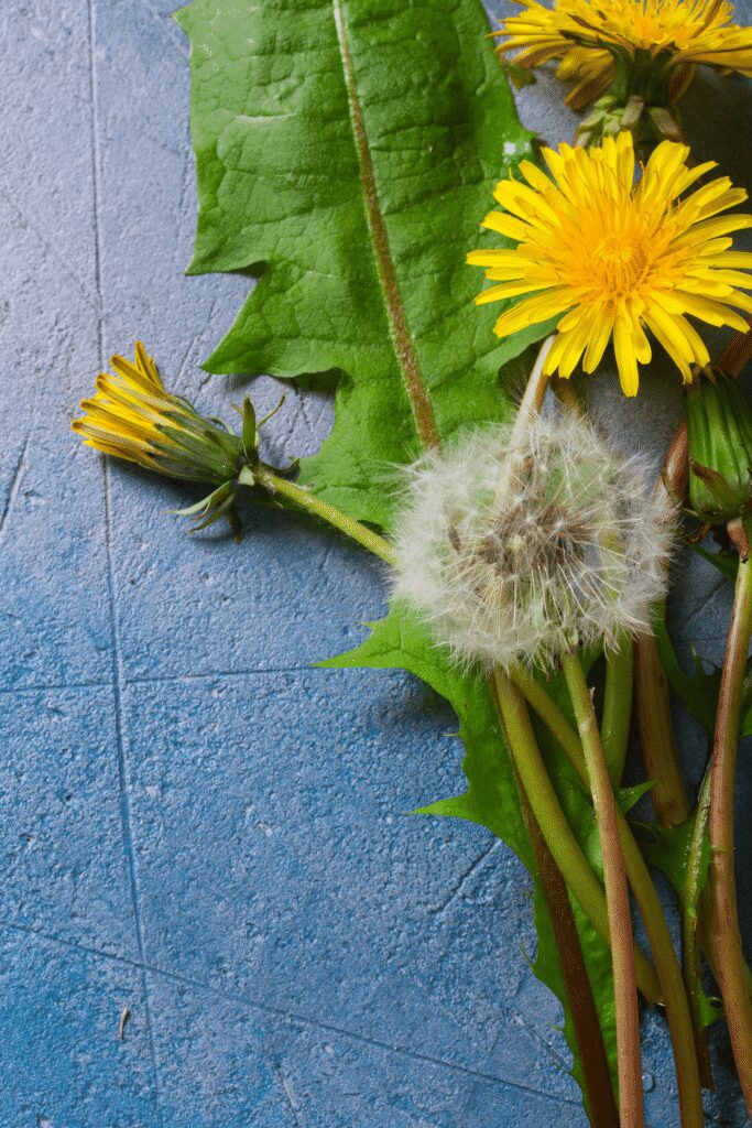 La cramaillotte : le « miel » de pissenlit, trésor du printemps