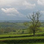 Les bienfaits des bourgeons de frêne pour soulager les douleurs articulaires
