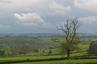Les bienfaits des bourgeons de frêne pour soulager les douleurs articulaires
