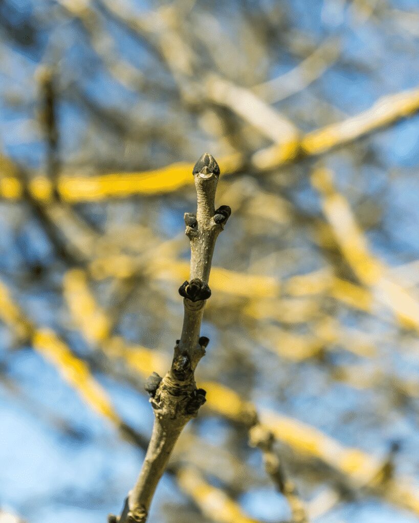Les bienfaits des bourgeons de frêne pour soulager les douleurs articulaires Les bienfaits des bourgeons de frêne pour soulager les douleurs articulaires