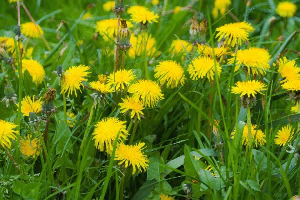 La cramaillotte : le « miel » de pissenlit, trésor du printemps