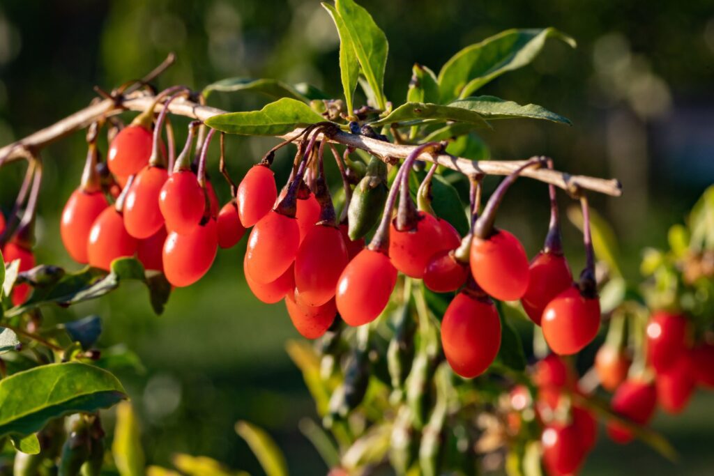 L'alimentation bioénergétique : 7 aliments qui amplifient votre champ énergétique naturellement