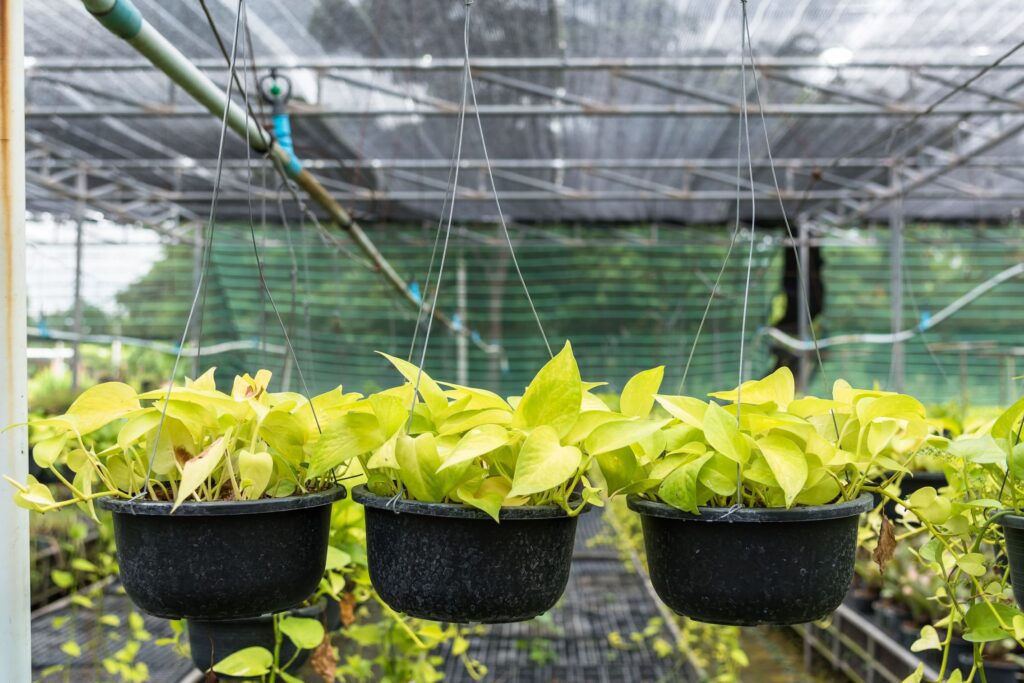 Transformez votre espace de vie avec les plantes purificatrices d'air intérieures