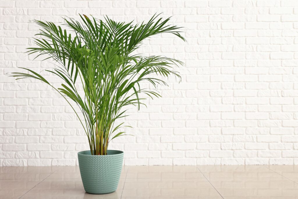 Transformez votre espace de vie avec les plantes purificatrices d'air intérieures