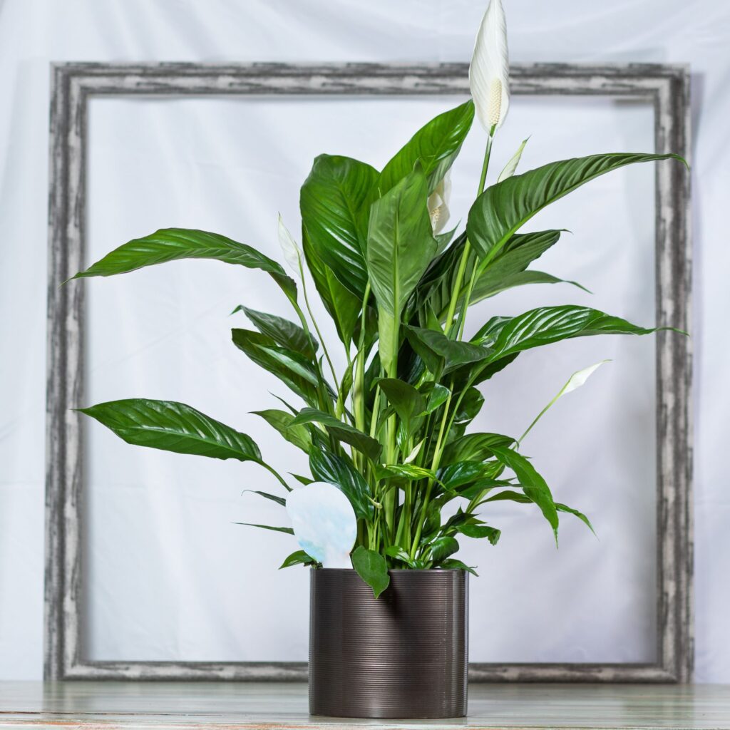Transformez votre espace de vie avec les plantes purificatrices d'air intérieures