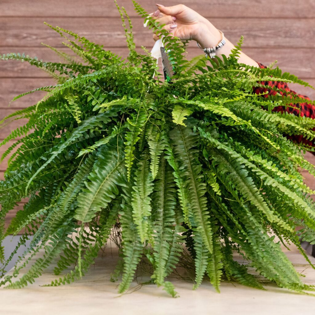 Transformez votre espace de vie avec les plantes purificatrices d'air intérieures