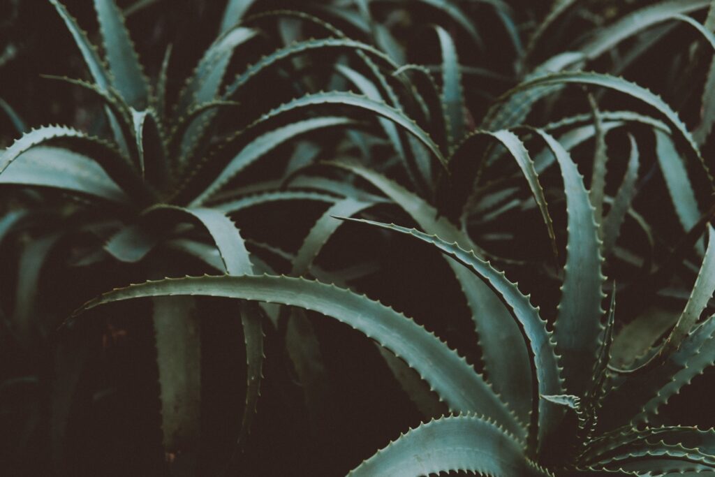 Transformez votre espace de vie avec les plantes purificatrices d'air intérieures