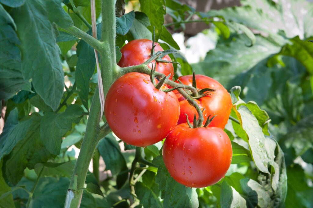 10 aliments riches en carotène à consommer avant l'été 10 aliments riches en carotène à consommer avant l'été