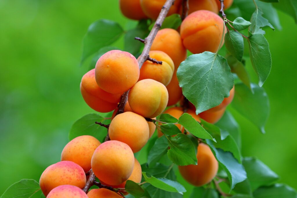 10 aliments riches en carotène à consommer avant l'été 10 aliments riches en carotène à consommer avant l'été