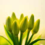 Gros plan de bourgeons de plantes vertes fraîches brillant doucement contre un fond pastel serein, symbolisant la vitalité et l'équilibre émotionnel.