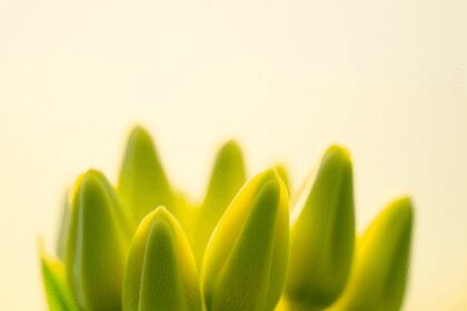 Gros plan de bourgeons de plantes vertes fraîches brillant doucement contre un fond pastel serein, symbolisant la vitalité et l'équilibre émotionnel.