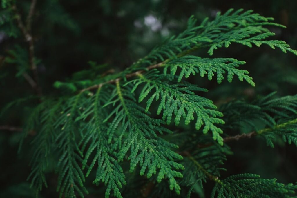 Les 4 meilleurs ingrédients naturels pour combattre l'eczéma Les 4 meilleurs ingrédients naturels pour combattre l'eczéma